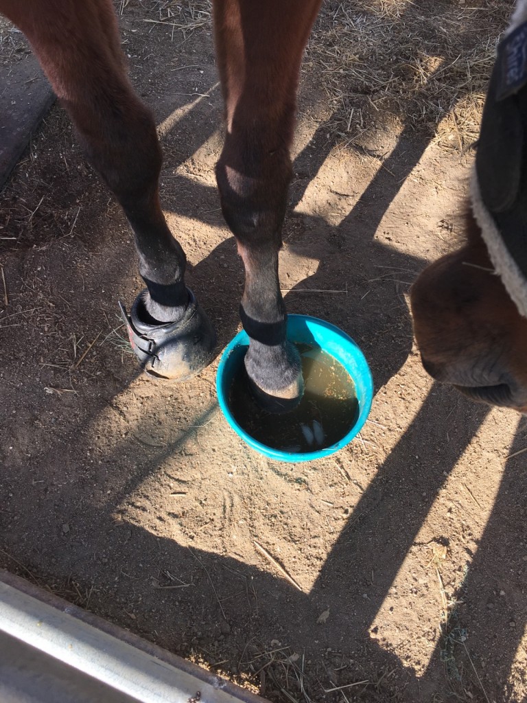laminitis in horses soak in ice water